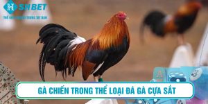 Gà chiến trong thể loại đá gà cựa sắt – loại hình phổ biến nhất trong cá cược đá gà online.