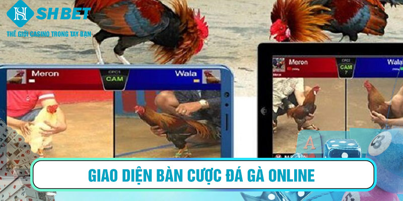 Giao diện bàn cược đá gà online — hiển thị Meron, Wala và tỷ lệ thưởng minh bạch.